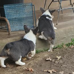 American Corgi and Pembroke Welsh Corgi Puppies from Sunray Ranch