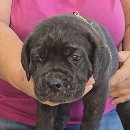 AKC and ICCF - Yellow Collar Girl - Black brindle female Cane Corso puppy in Gorman, Texas from McOmber Country Kennels
