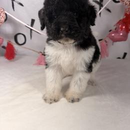 Vixen - Parti male Poodle puppy in Luana, Iowa from Country View Bernedoodles and Goldendoodles