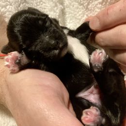 Maltipoo, Morkie, and Yorkipoo Puppies from Danza Bolo