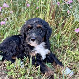 Green - Tri-color male Bernedoodle puppy in Hesperia, Michigan from Red Acres Poodles & Doodles