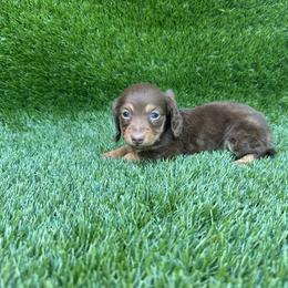 Haven - Chocolate and tan female Dachshund puppy in Smithville, Oklahoma from Bristy’s Pampered Pups