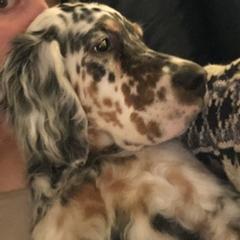 English Setters from Adirondack Setters