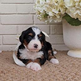 Coral - Tri-color female Bernedoodle puppy in Russell Springs, Kentucky from 270 Doodles