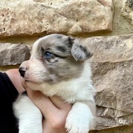Brindle Merle boy - Brindle merle and white male Cardigan Welsh Corgi puppy in Clinton, Tennessee from High Hopes Farm