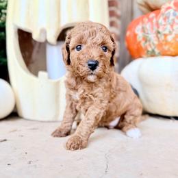 Girl 2 - Red  female Goldendoodle puppy in Philadelphia, Mississippi from Oakie Doodles