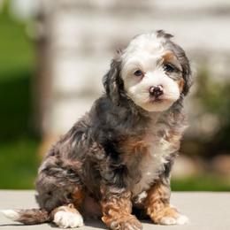 Kodiak - Merle male Bernedoodle puppy in Dundee, Ohio from Down Home Doodle