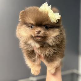 Reece - Chocolate and tan female Pomeranian puppy in Newport Beach, California from Exotic City Pomeranians and chihuahuas