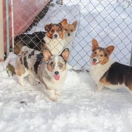 American Corgi and Pembroke Welsh Corgi Puppies from Elk Ridge Corgis