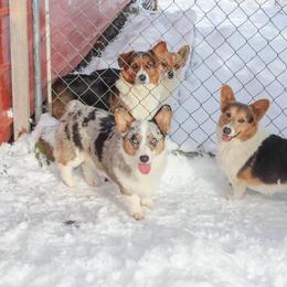 American Corgi and Pembroke Welsh Corgi Puppies from Elk Ridge Corgis
