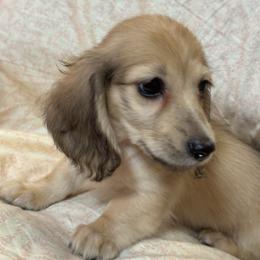 Gus Gus - Cream male Dachshund puppy in Ocala, Florida from Sugarbakers Kennel
