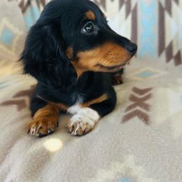 Boy 1 - Black and tan male Dachshund puppy in Oklahoma from DRB Dachshunds