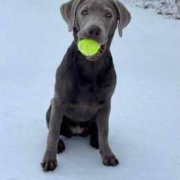 Dilute Retriever and Labrador Retriever Puppies from SmoKy Hills Labradors
