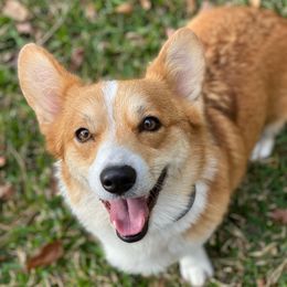 Poppy - Pembroke Welsh Corgi