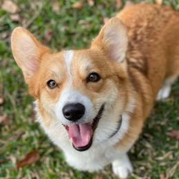 Poppy - Pembroke Welsh Corgi
