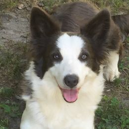 Piper - Border Collie