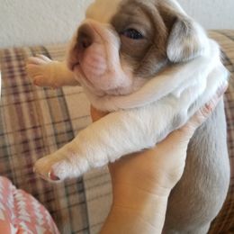 Boston Terrier and French Bulldog Puppies from Willis Family Bostons