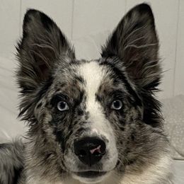 Miniature Australian Shepherds from Janes Pup Farm
