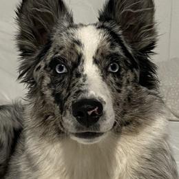 Miniature Australian Shepherds from Janes Pup Farm