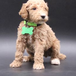Poodle Puppies from Absolutely Pampered Poodles