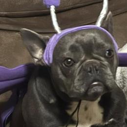 French Bulldogs from Stealing Hearts Frenchies, LLC