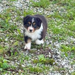 Crab Rangoon - Black tri-color male Australian Shepherd puppy in Ashland, Ohio from SS Australian Shepherds