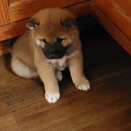 Shiba Inu Puppies from Tired Iron Shibas