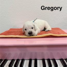 Gregory - Light golden male Golden Retriever puppy in Conroe, Texas from Tails of Cypress
