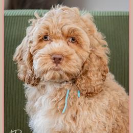 Hammy - Buff male Cockapoo puppy in Connersville, Indiana from Deaz Doodle Ranch