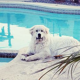 Sadie - Great Pyrenees