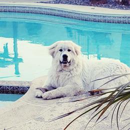 Sadie - Great Pyrenees