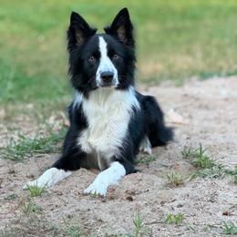 Riley - Black and white male Border Collie puppy in Franklin, Maine from Broad Meadow Borders