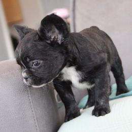 Alfie - Black and white male French Bulldog puppy in Piedmont, Oklahoma from 5A Frenchies