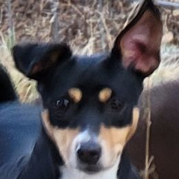 Yadda - Rat Terrier