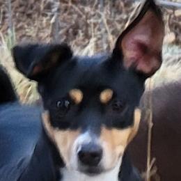 Yadda - Rat Terrier