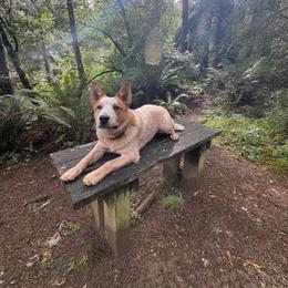 Falchion - Red speckled male Australian Cattle Dog puppy in Rogue River, Oregon from FullMoon Cattle Dogs
