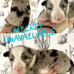 Mickey - Blue merle female Border Collie puppy in Sanger, California from Flying M Cactus Ranch Buddies