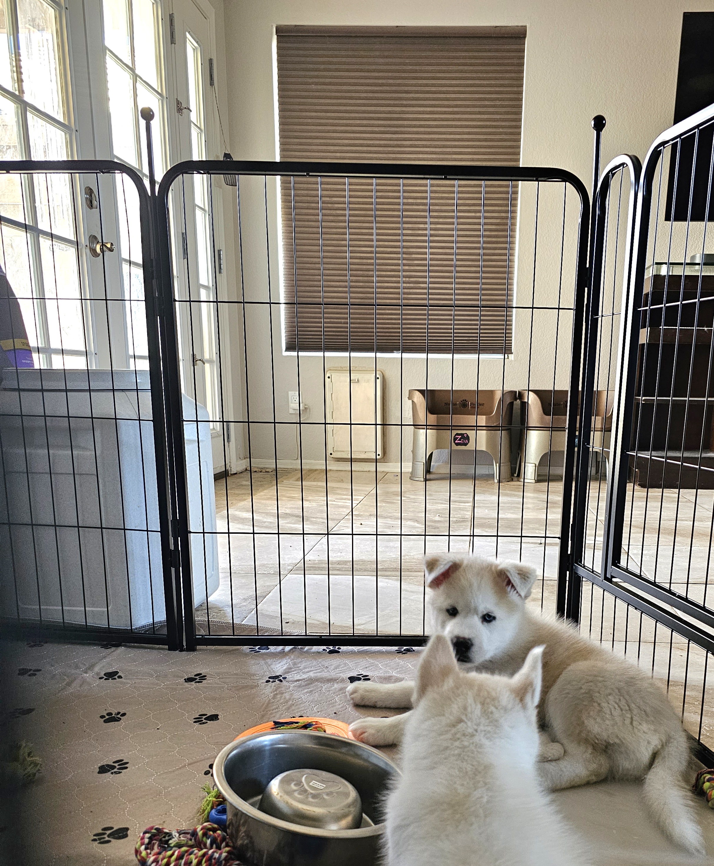 Pomsky Puppies from Peoria Pomskies