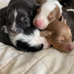 Aussiedoodle and Australian Shepherd Puppies from RoseWest Farms