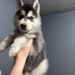 Red Collar - Kit Kat - Black and white male Siberian Husky puppy in Paola, Kansas from East Inn Huskies