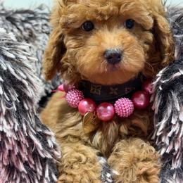 Zoey - Red  female Goldendoodle puppy in Cooper City, Florida from Jenny La Bone