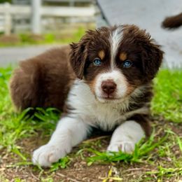 Male#3 - Red tri-color Australian Shepherd puppy in Ramona, California from Blue Moon Aussies
