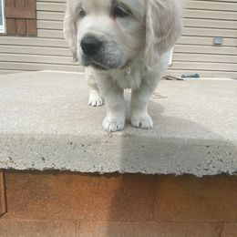 Golden Retriever Puppies from Life is Golden Retrievers