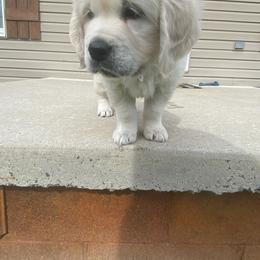 Golden Retriever Puppies from Life is Golden Retrievers