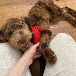 Aiko - Goldendoodle