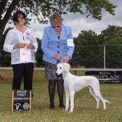 Saluki Puppies from Kushiel Salukis