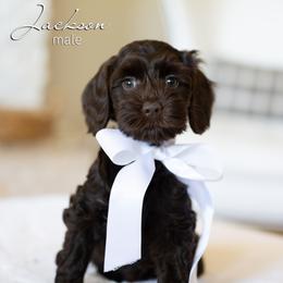 Jackson - Chocolate male Australian Labradoodle puppy in Salem, Oregon from Hunterberry Hill Labradoodles