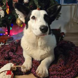 Cardigan Welsh Corgi puppies from Mountain Paws Cardigan Welsh Corgis