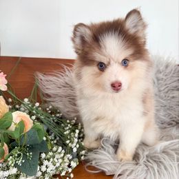 Ruby - Red and white female Pomsky puppy in La Verne, California from Red Cedar Pomskies