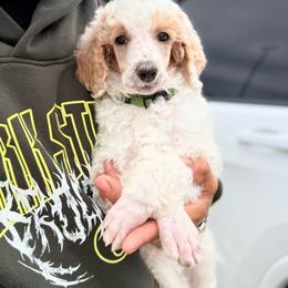 Dark Green - Parti male Poodle puppy in Joshua, Texas from Double R Poodles